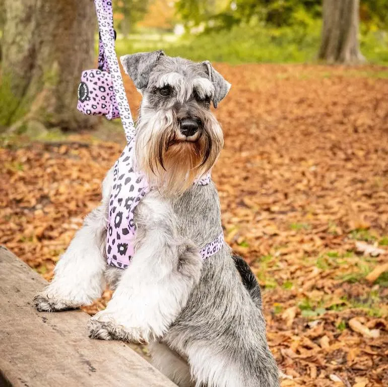 Funk the Dog Harness & Lead Set | Pink Leopard