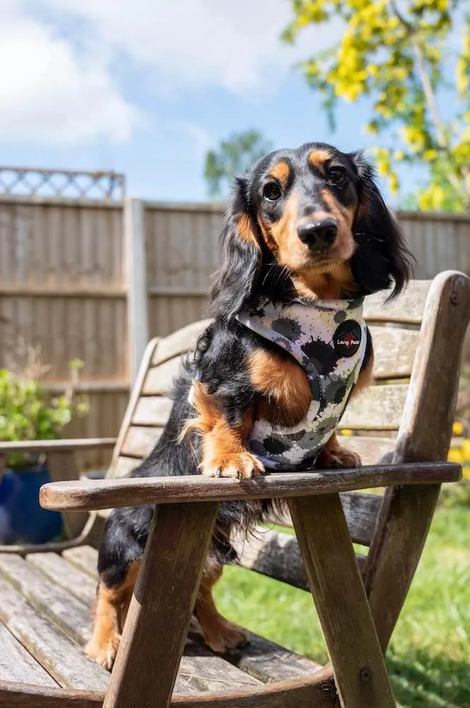 Funk the Dog Harness | Paint Splodge Grey