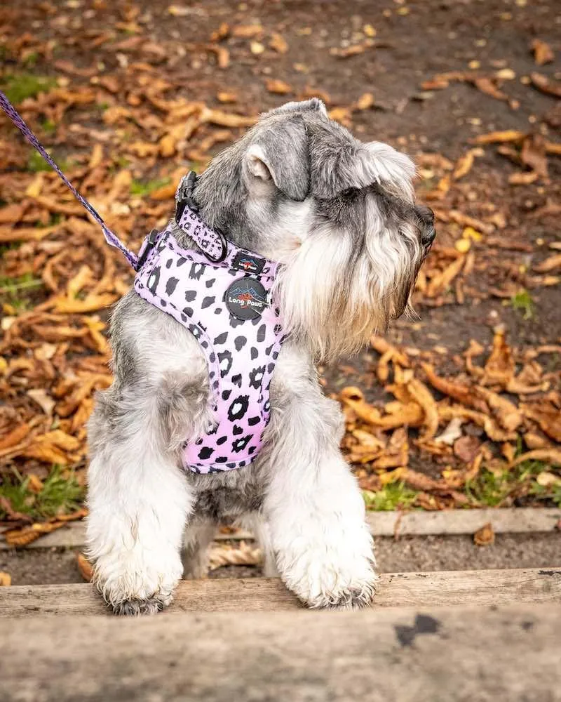 Funk The Dog Harness | Pink Leopard